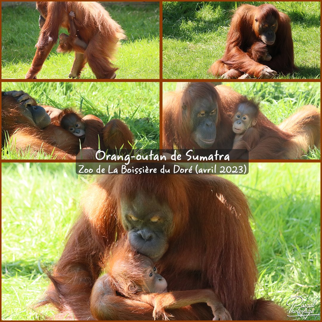 la_boissiere_du_dore_-_orang-outan_de_sumatra_01layout_55_1080x1080.jpg