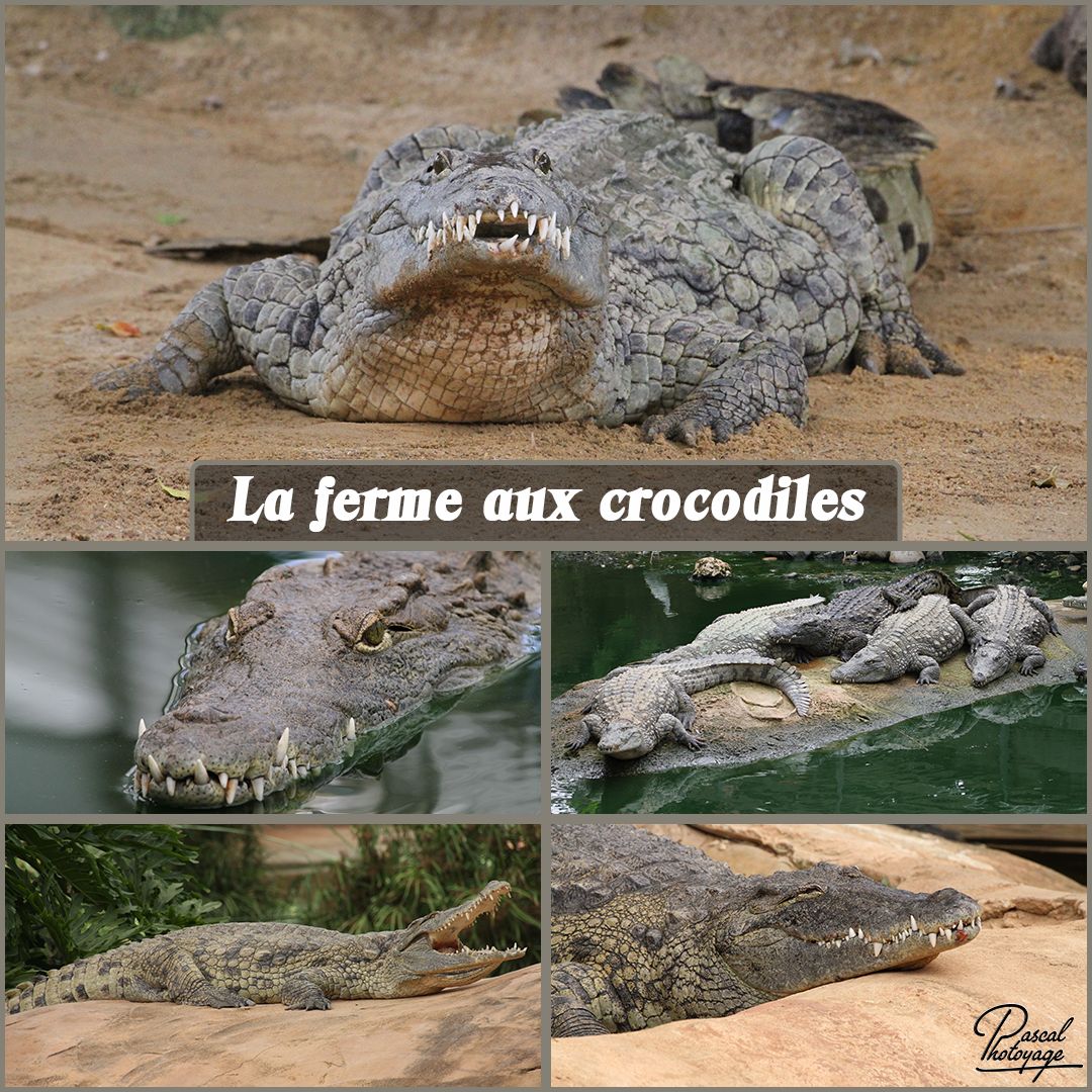 la_ferme_aux_crocodiles_01_-_layout_56_1080x1080.jpg