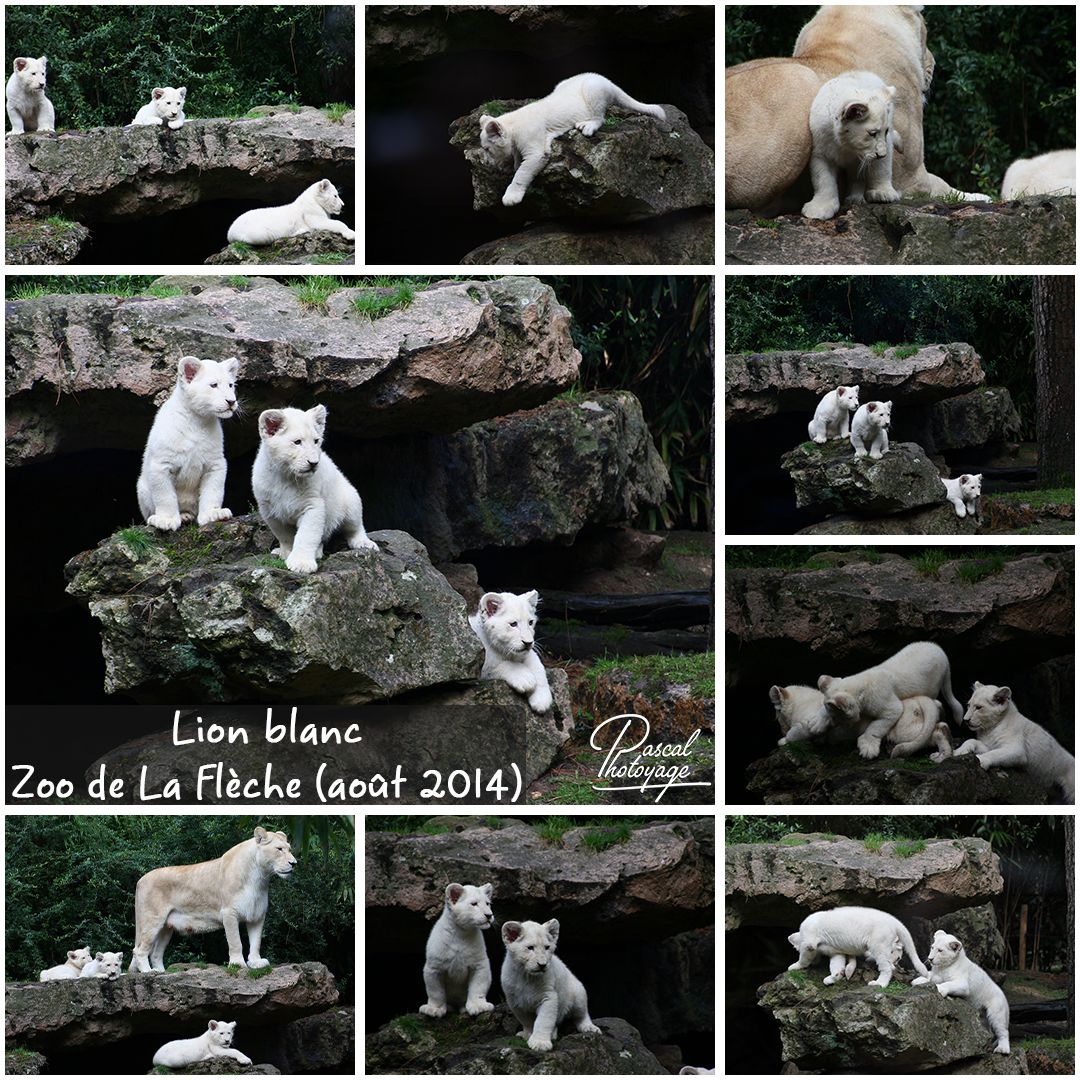 la_fleche_-_lion_blanc_02_-_layout_46_1080x1080.jpg