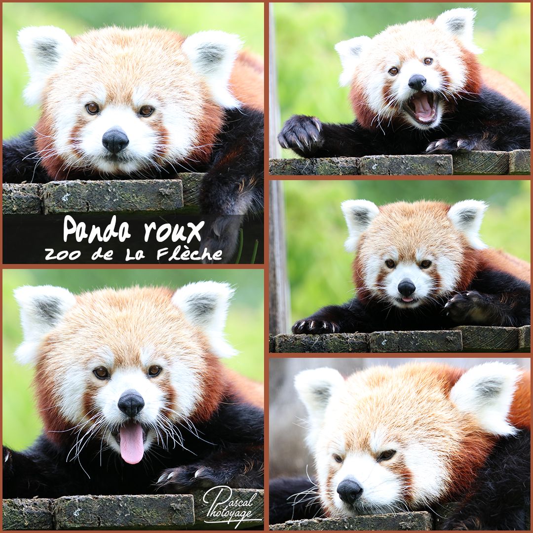 la_fleche_-_panda_roux_01_-_layout_18_1080x1080.jpg