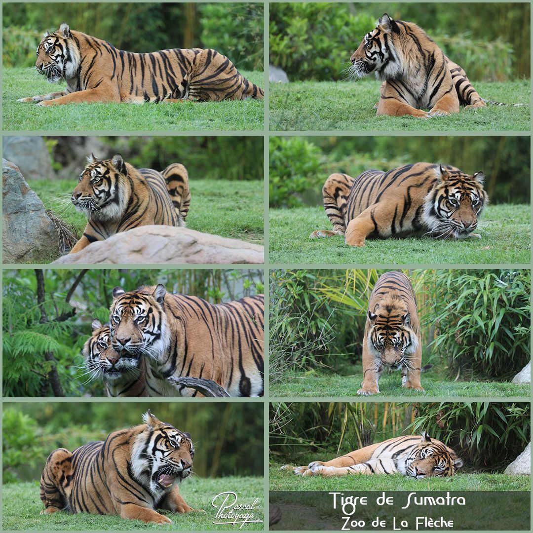 la_fleche_-_tigre_de_sumatra_01_-_layout_54_1080x1080.jpg