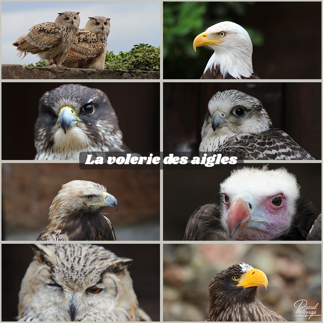 la_volerie_des_aigles_01_-_layout_53_1080x1080.jpg