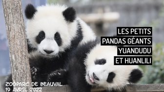 Les 2 petits pandas géants