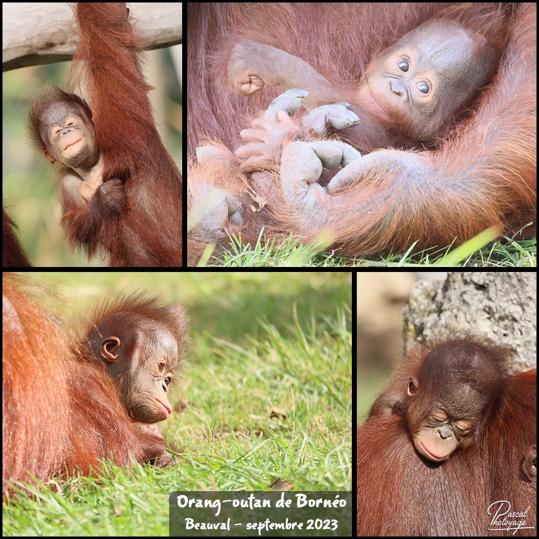 orang-outan_de_borneo_01_-_layout_09_1080x1080.jpg
