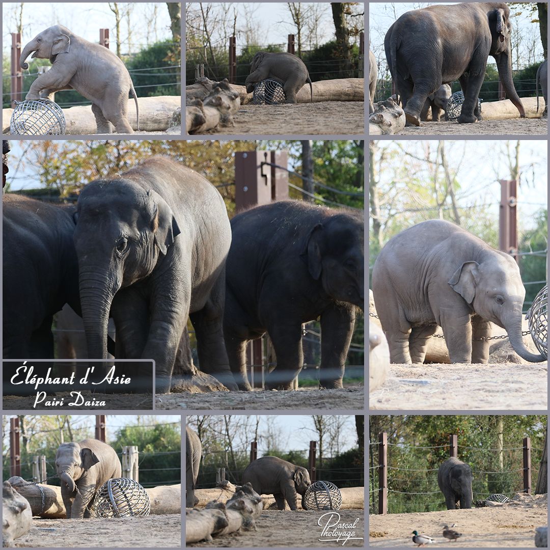 pairi_daiza_-_elephant_d_asie_01_-_layout_36_1080x1080.jpg
