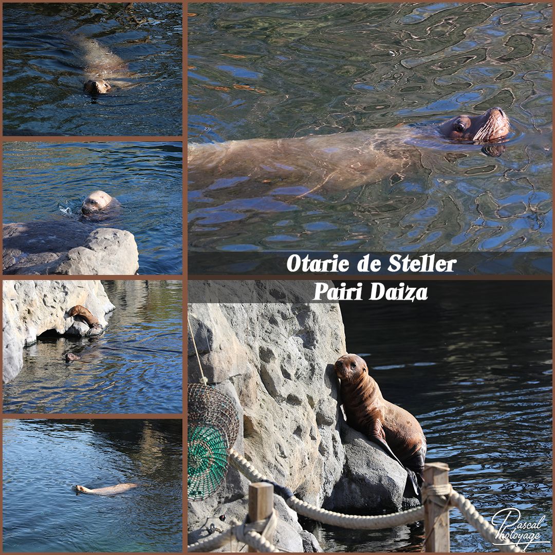 pairi_daiza_-_otarie_de_steller_01_-_layout_65_1080x1080.jpg