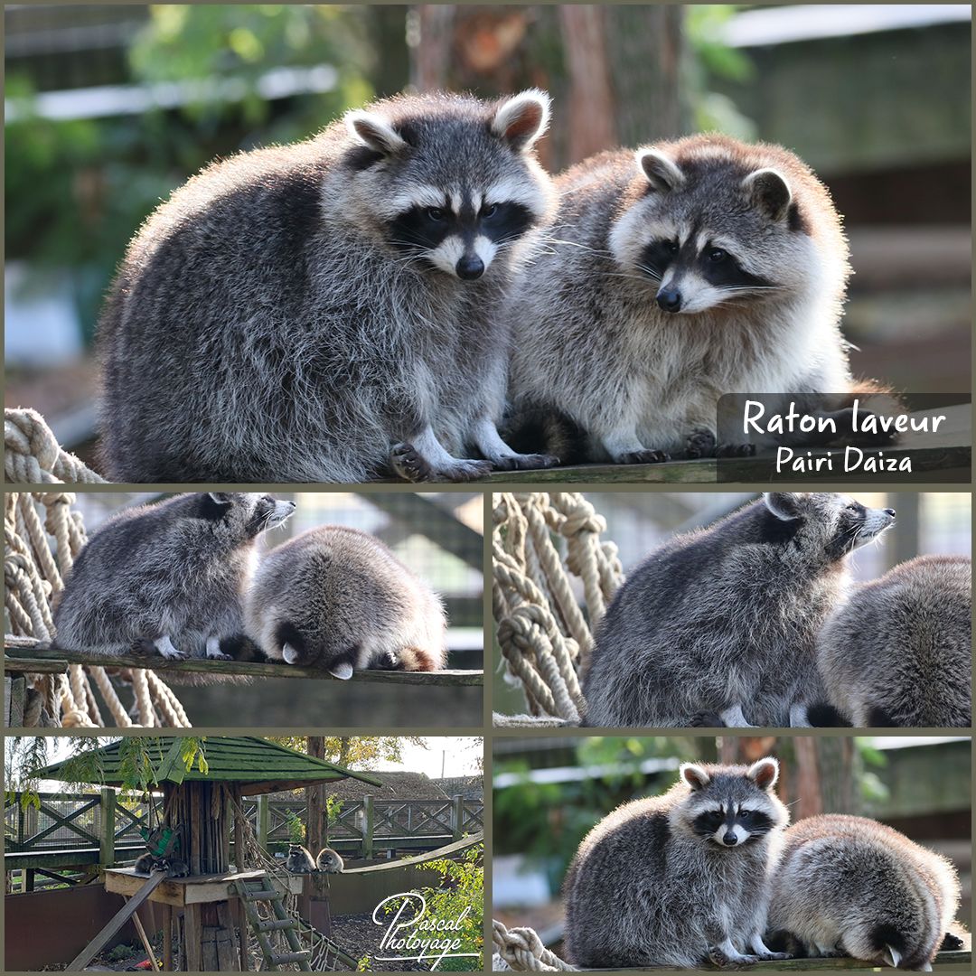 pairi_daiza_-_raton_laveur_01_-_layout_56_1080x1080.jpg