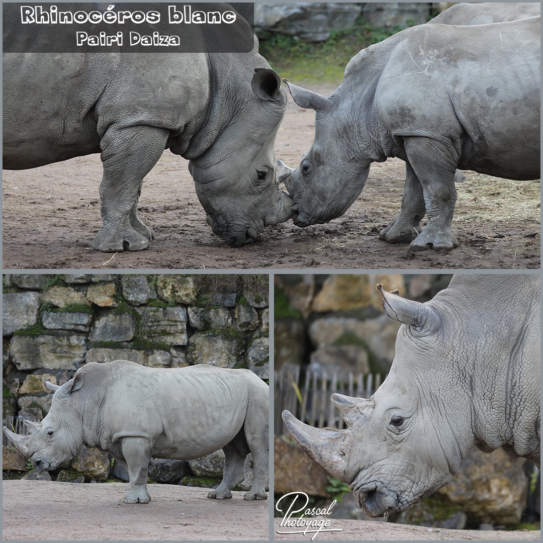 pairi_daiza_-_rhinoceros_blanc_01_-_layout_58_1080x1080.jpg