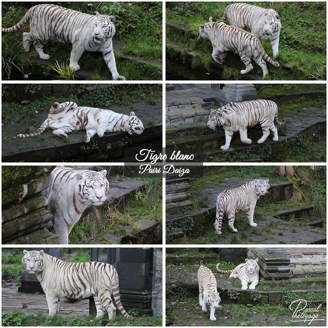 pairi_daiza_-_tigre_blanc_01_-_layout_54_1080x1080.jpg