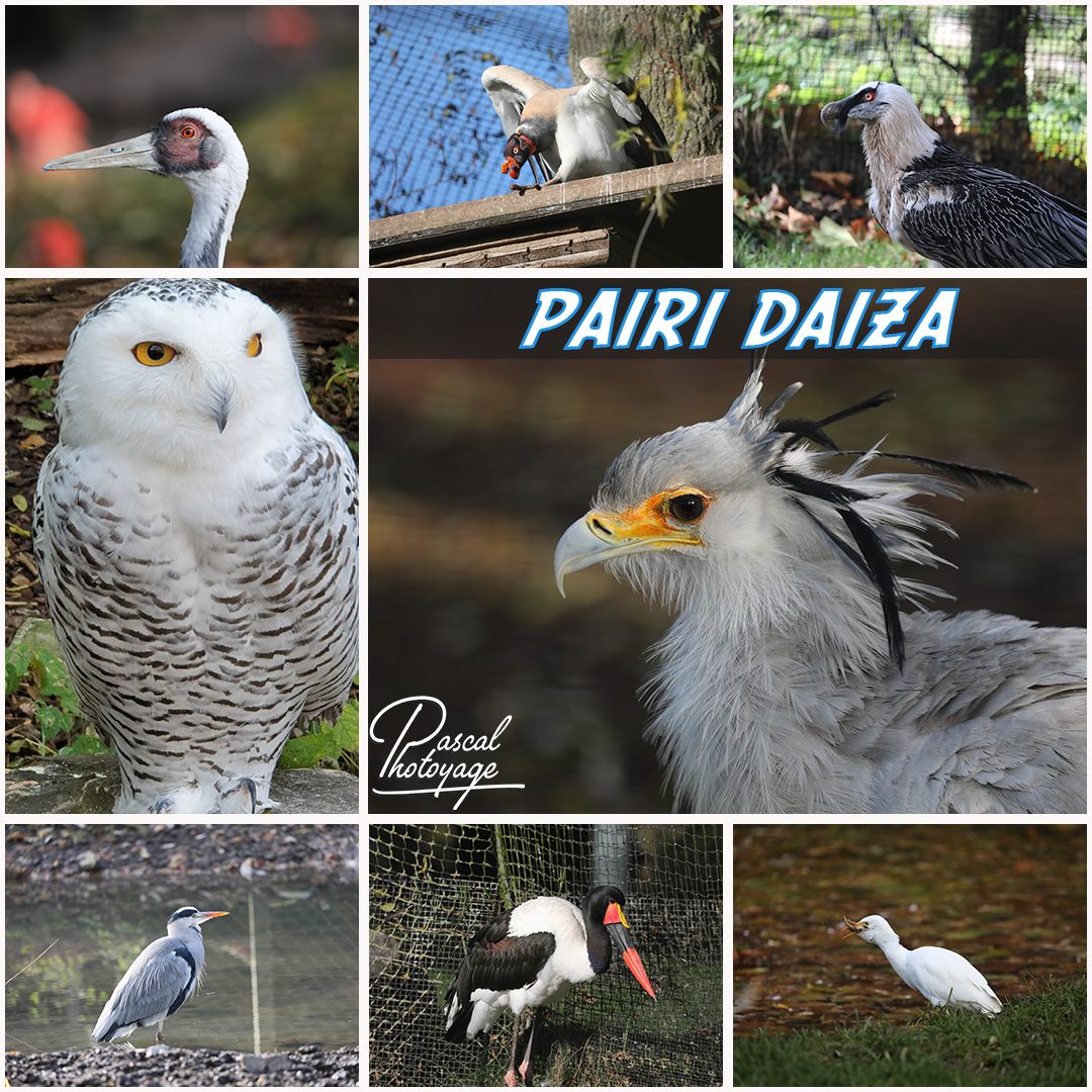 pairi_daiza_01_-_layout_35_1080x1080.jpg