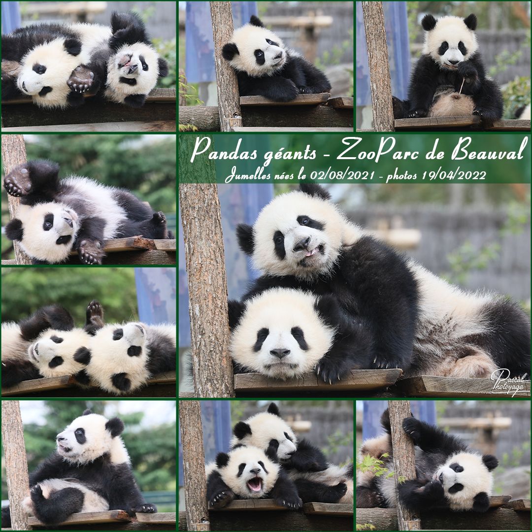 panda_geant_01_-_layout_47_1080x1080.jpg