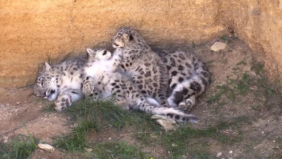 Les panthères des neiges - le film 01