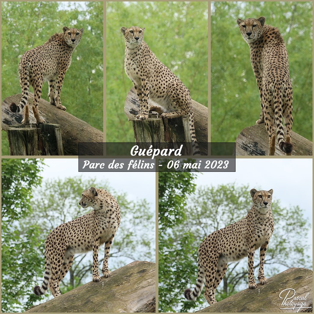 parc_des_feins_-_guepard_01_-_layout_22_1080x1080.jpg