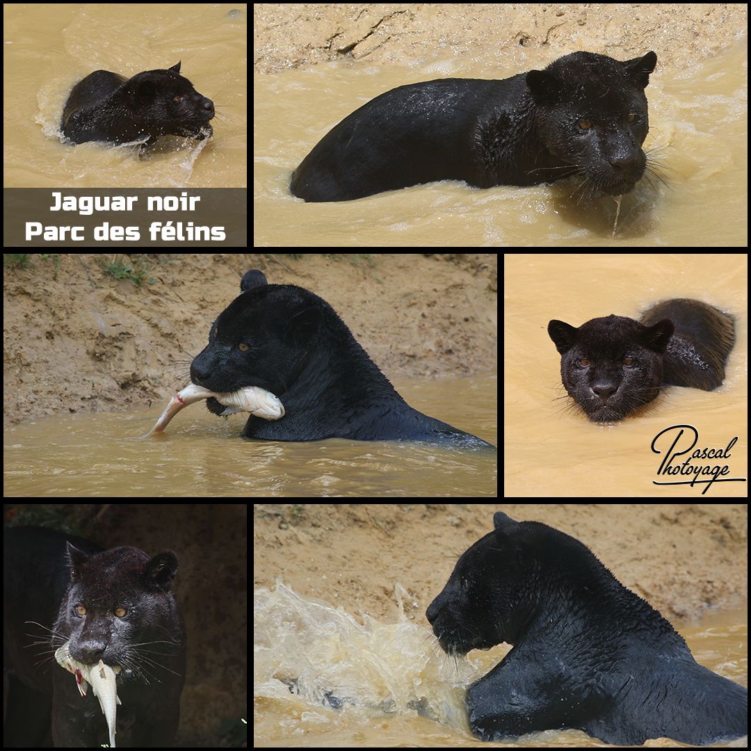 parc_des_felins_-_jaguar_noir_01_-_layout_29_1080x1080.jpg