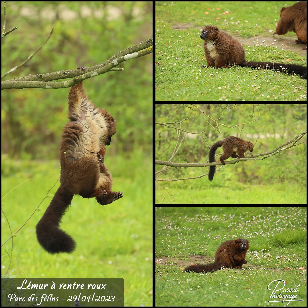 parc_des_felins_-_lemur_a_ventre_roux_01_-_layout_67_1080x1080.jpg