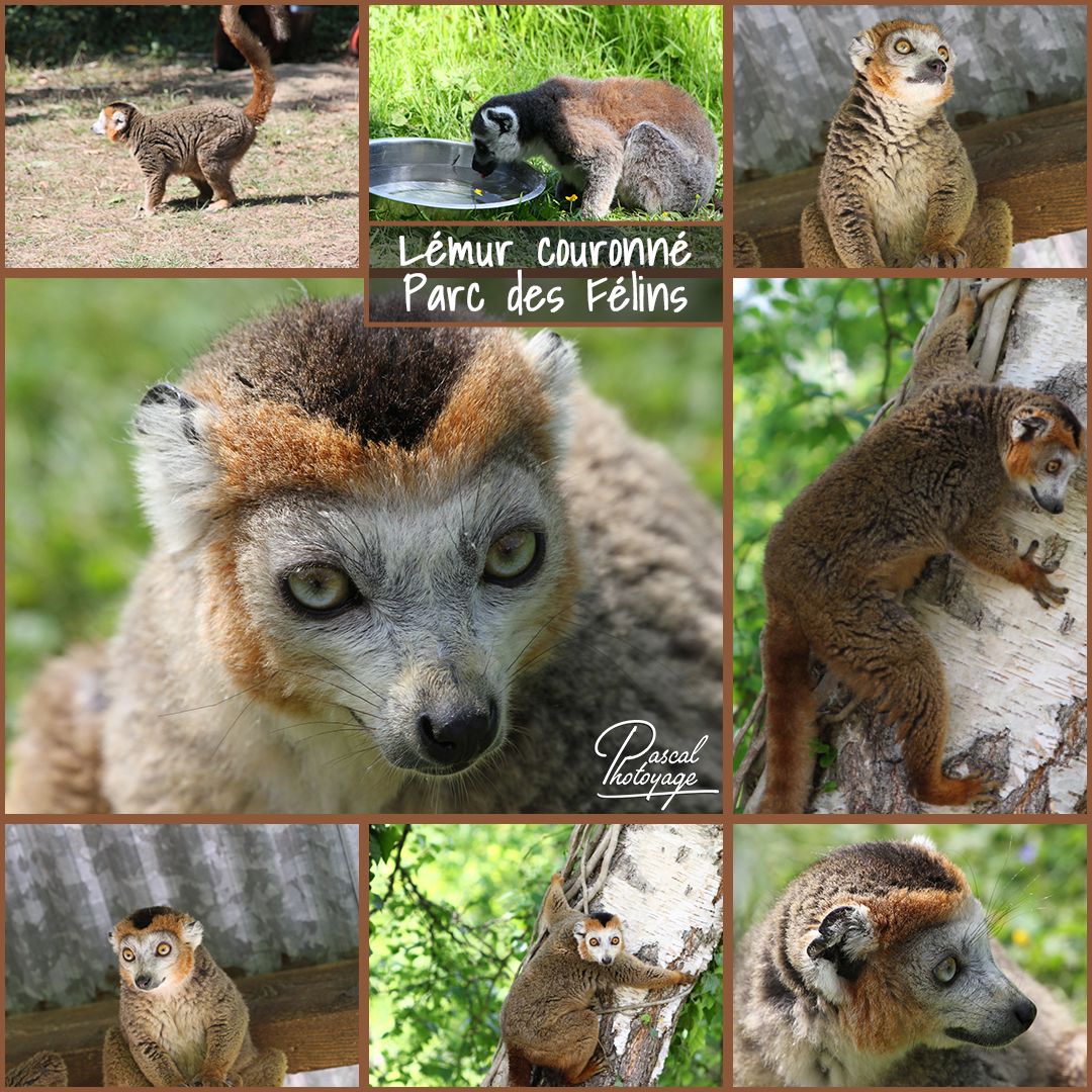 parc_des_felins_-_lemur_couronne_01_-_layout_36_1080x1080.jpg