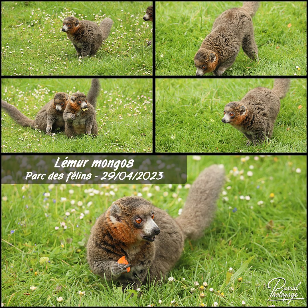 parc_des_felins_-_lemur_mongos_01_-_layout_55_1080x1080.jpg