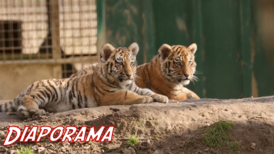 Les petits tigres de Sibérie du Lumigny Safari Reserve - 28 février 2026