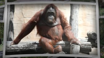 Le zoo du Bassin d'Arcachon