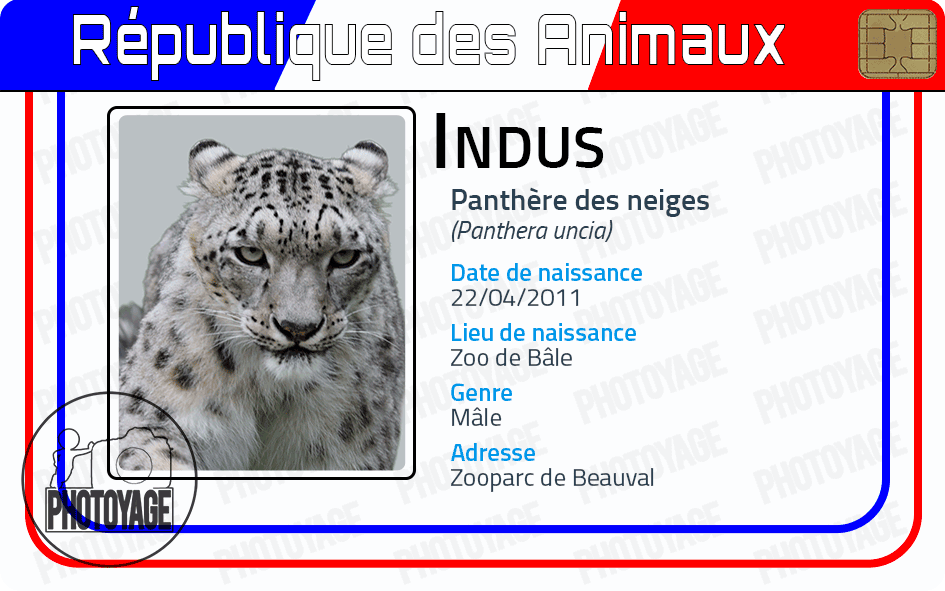 Indus - la panthère des neiges mâle Zooparc de Beauval