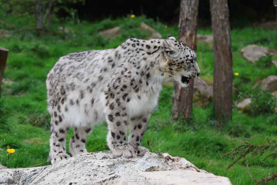 Indus (Panthère des neiges)