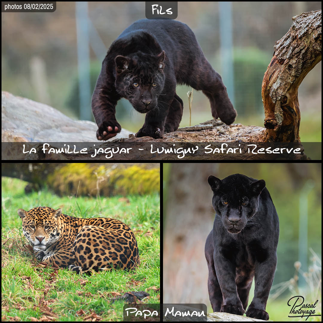 00351941_famille_jaguar_01_-_lumigny_safari_reserve_-_layout_73.jpg