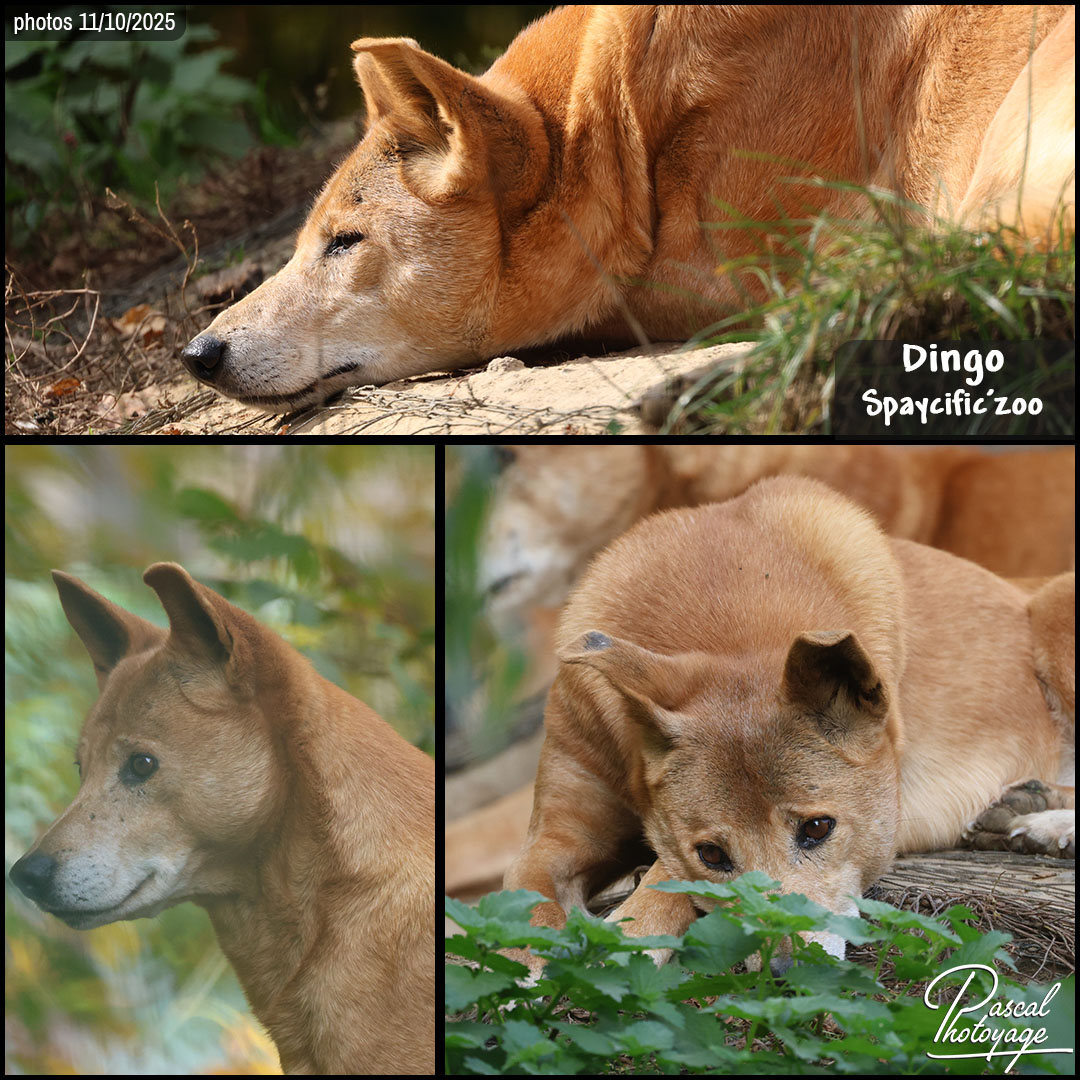 00442372_dingo_01_-_spaycific_zoo_-_layout_03.jpg