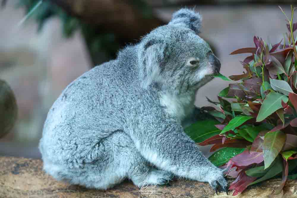 Koala