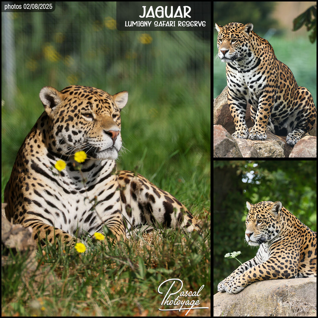 01423105_jaguar_01_-_lumigny_safari_reserve_-_layout_62.jpg