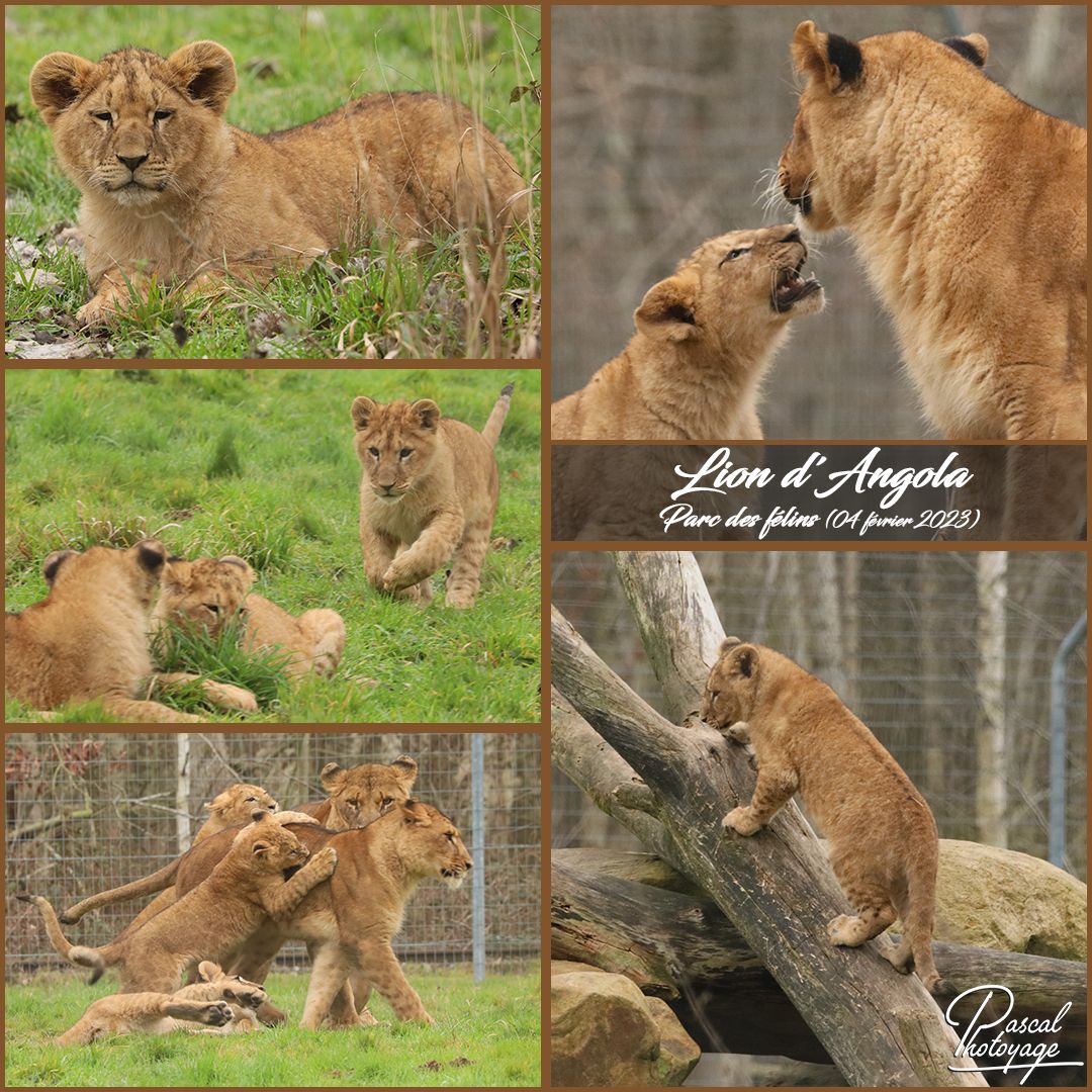 01645769_parc_des_felins_-_lion_d_angola_01_-_layout_17_1080x1080.jpg