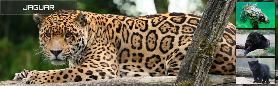 01_des_zoos_des_zanimaux_970x300px.jpg