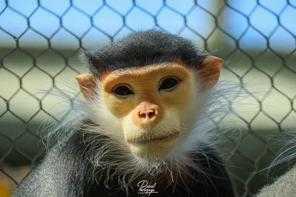Langur de Douc