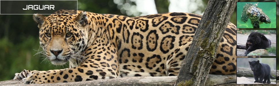 01_le_safari_des_zanimaux_970x300px.jpg