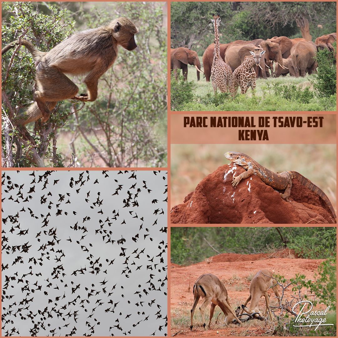 02276239_tsavo-est_02_-_layout_04.jpg