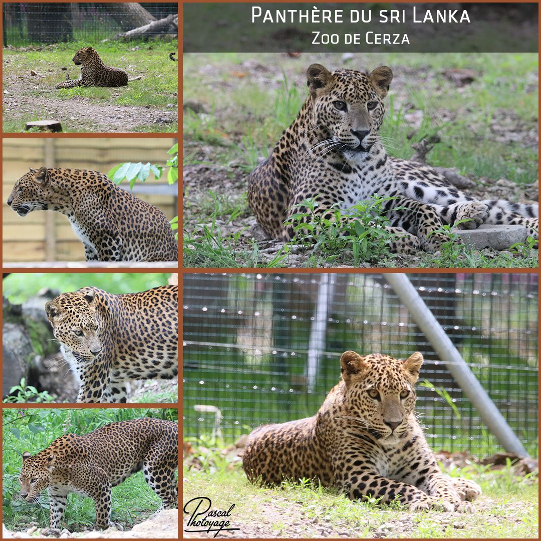02517129_cerza_-_panthere_du_sri_lanka_01_-_layout_65.jpg