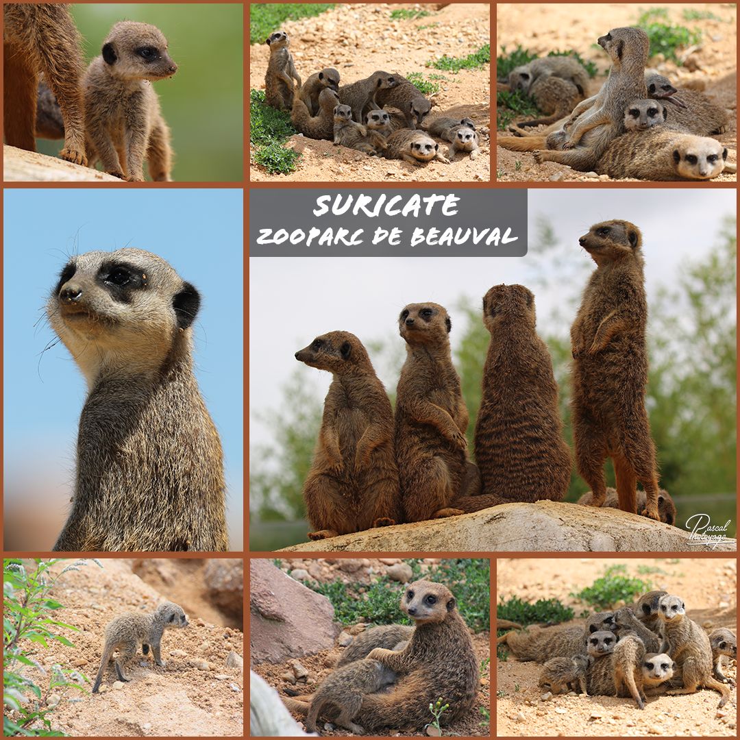 02551119_beauval_-_suricate_01_-_layout_35.jpg
