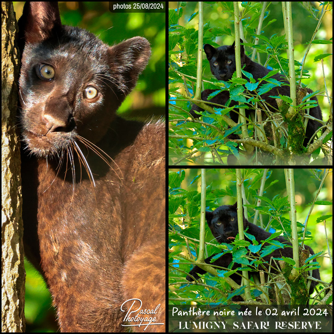 02740020_panthere_noire_01_-_lumigny_safari_reserve_-_layout_68.jpg