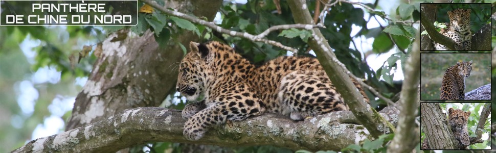 02_le_safari_des_zanimaux_970x300px.jpg
