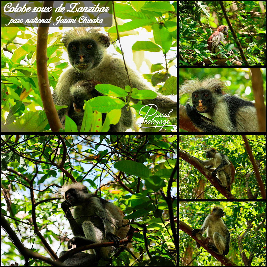 03302474_colobe_roux_de_zanzibar_01_-_layout_64_1080x1080.jpg