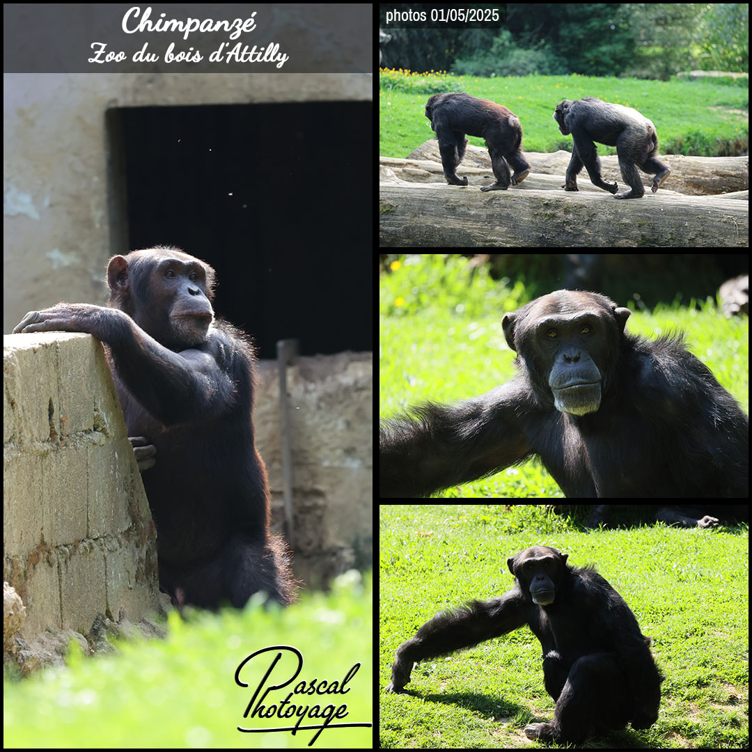 03349034_chimpanze_01_-_zoo_du_bois_d_attilly_-_layout_67_1080x1080.jpg