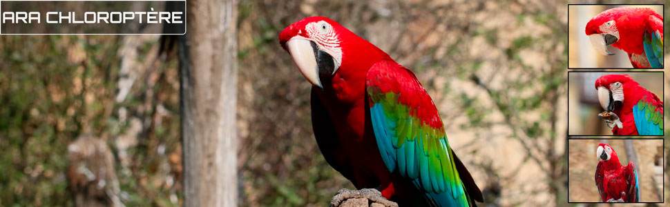 03_des_zoos_des_zanimaux_970x300px.jpg