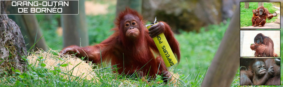 05_des_zoos_des_zanimaux_970x300px.jpg