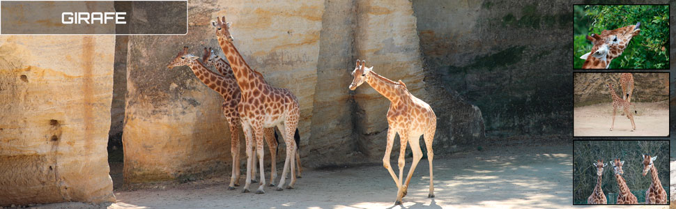 06_des_zoos_des_zanimaux_970x300px.jpg
