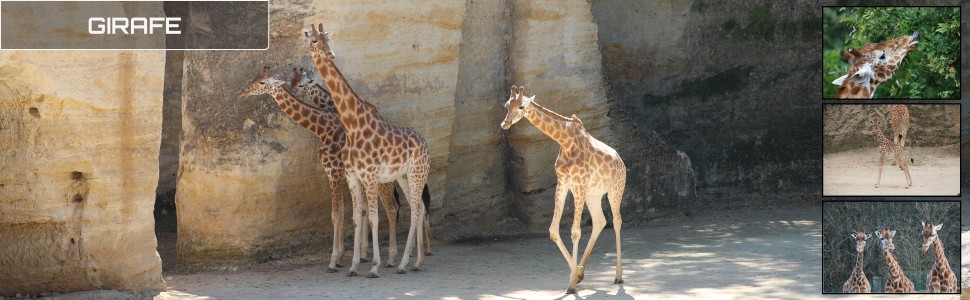06_le_safari_des_zanimaux_970x300px.jpg