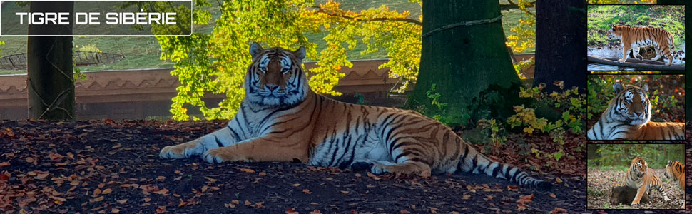 07_des_zoos_des_zanimaux_970x300px.jpg