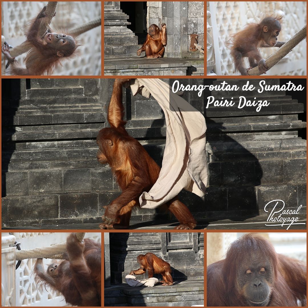 08374074_pairi_daiza_-_orang_outan_sumatra_01_-_layout_32.jpg