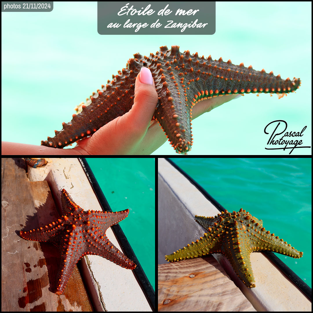 08928596_etoile_de_mer_01_-_zanzibar_-_layout_73.jpg
