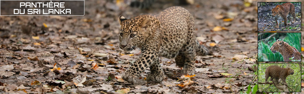 08_des_zoos_des_zanimaux_970x300px.jpg