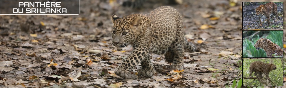 08_le_safari_des_zanimaux_970x300px.jpg