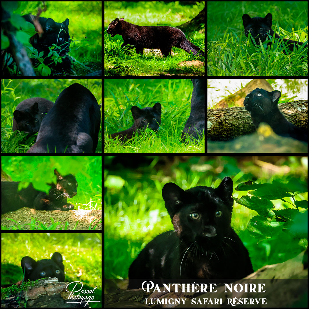 09073769_panthere_noire_01_-_lumigny_safari_reserve_-__layout_45.jpg